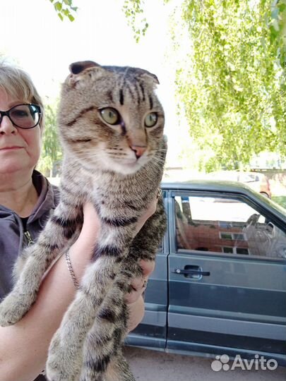 Шотландская вислоухая кошка бесплатно