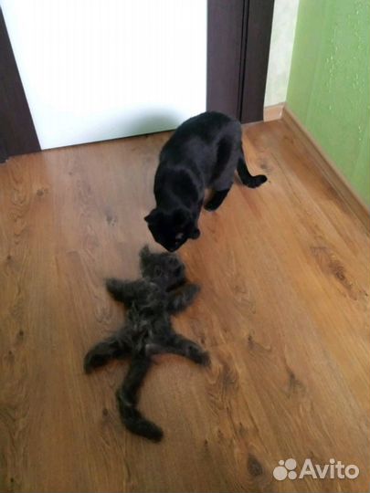 Отдам кошечку в добрые руки