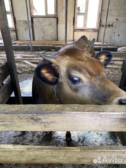 Телочки и коровы