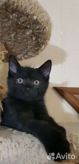 Черный котенок 5мес Арми привит домашний