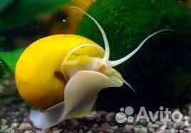 Улитки аквариумные Ампулярии Бесплатно