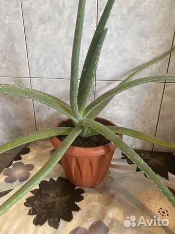 Комнатные цветы алоэ