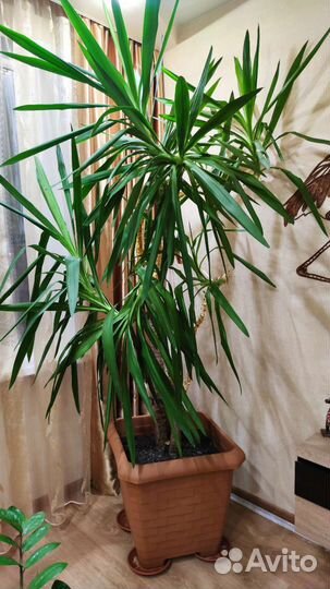 Пальма юкка