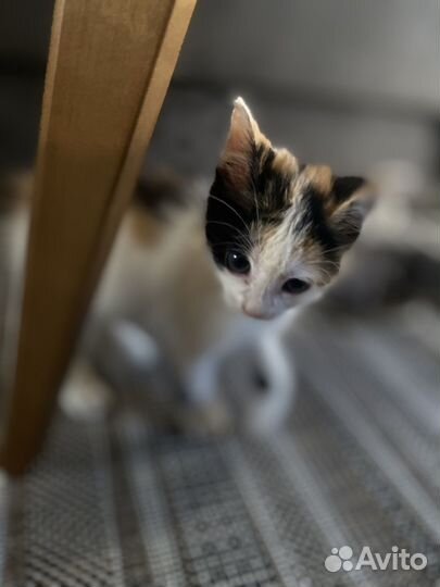 Пристраивается котенок