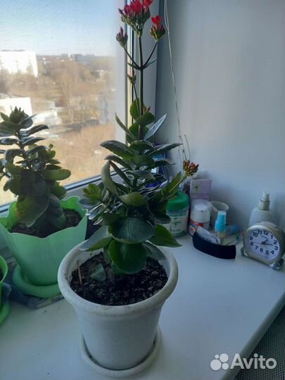 Каланхоэ цветущий