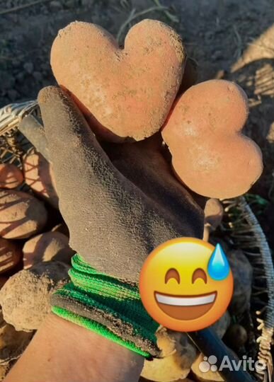 Продам картофель