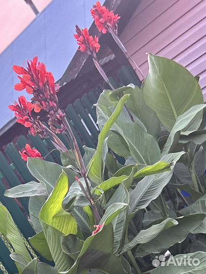 Клубни канны