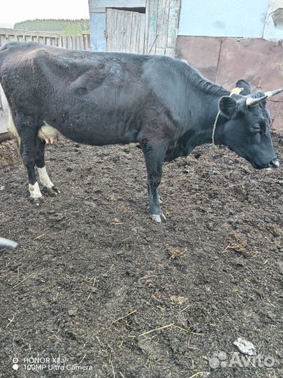 Корова дойная