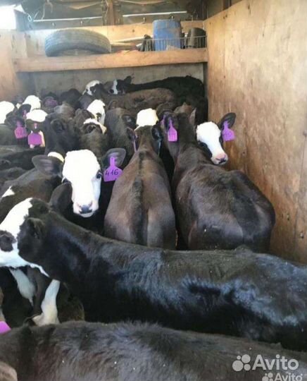 Бычки на откорм