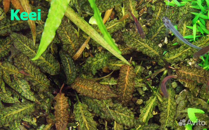 Несколько видов редких и не очень криптокорин