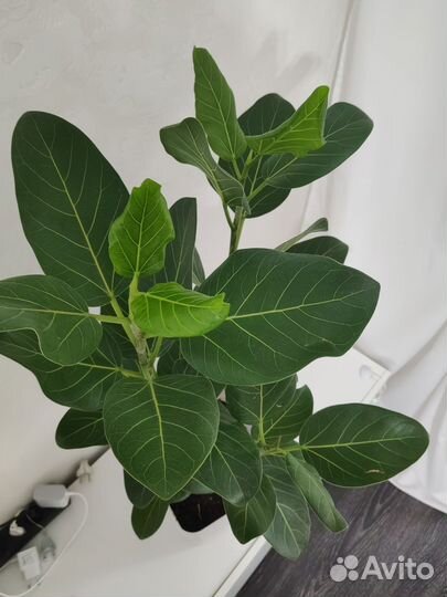 Фикус бенгальский Андрей