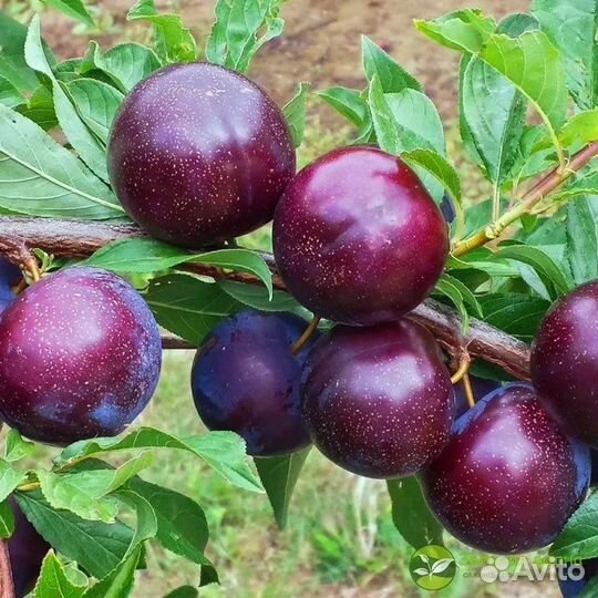 Саженцы шарафуги