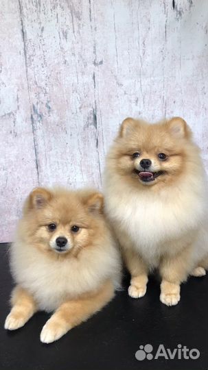 Грумер стрижка собак