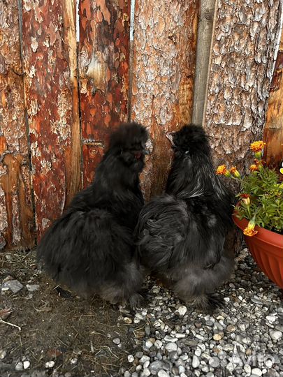 Петушки китайских шелковых