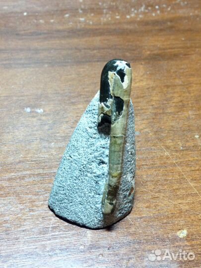 Аммониты Северного Кавказа