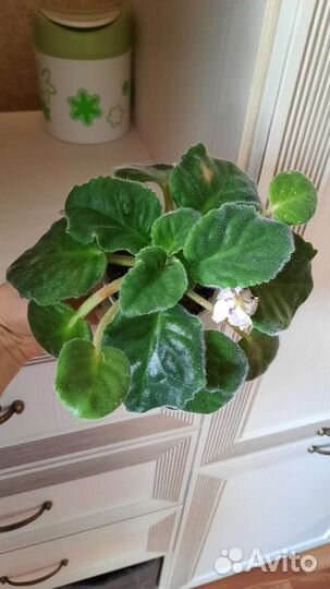 Сортовые фиалки