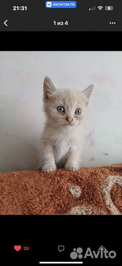 Котята отдам бесплатно