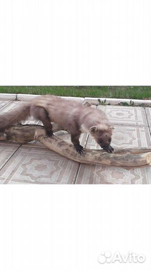 Выделка шкур