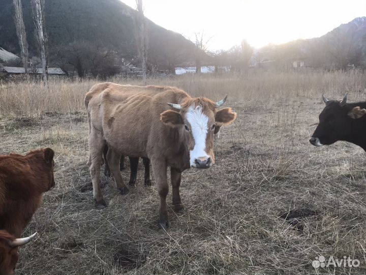 Крс 12 голов