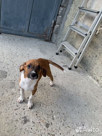 Щенки стаффорда