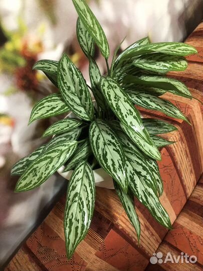 Аглаонема сильвер квин