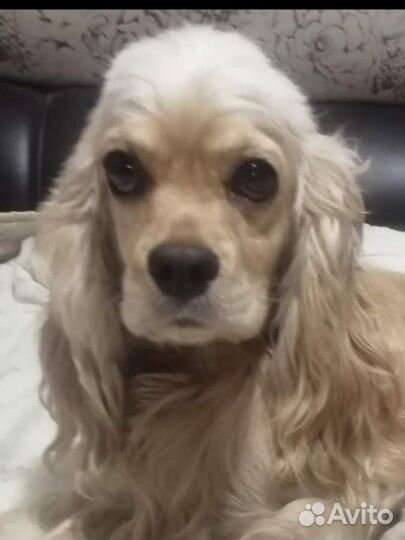 Американский спаниель