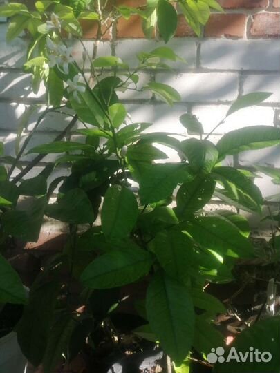 Павловский лимон