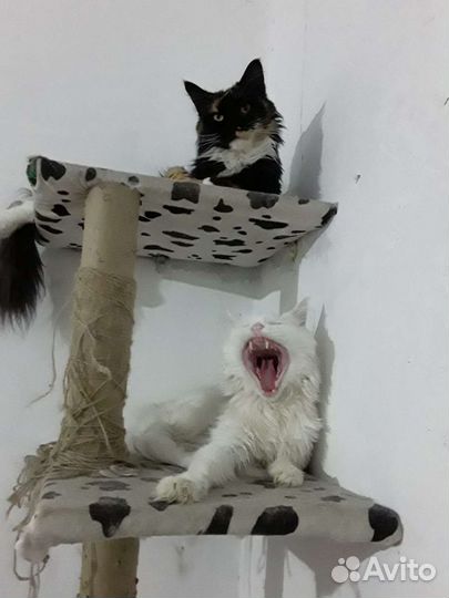 Мейн-кун вязка