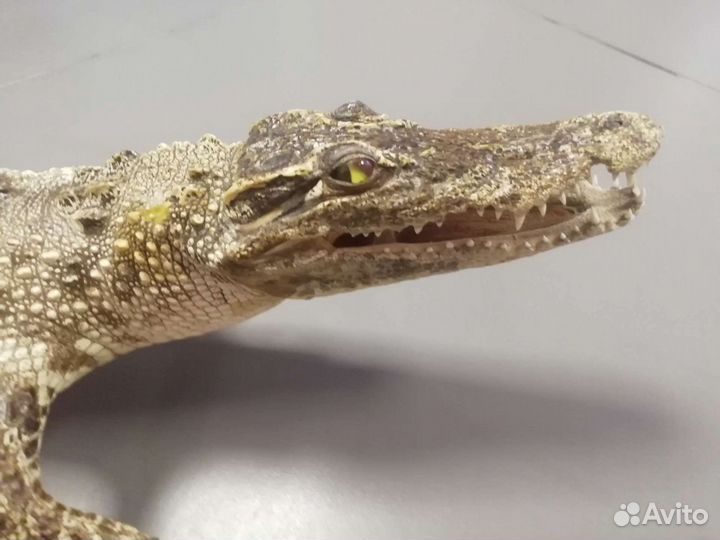 Чучело крокодила