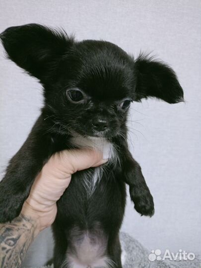 Щенки чихуахуа