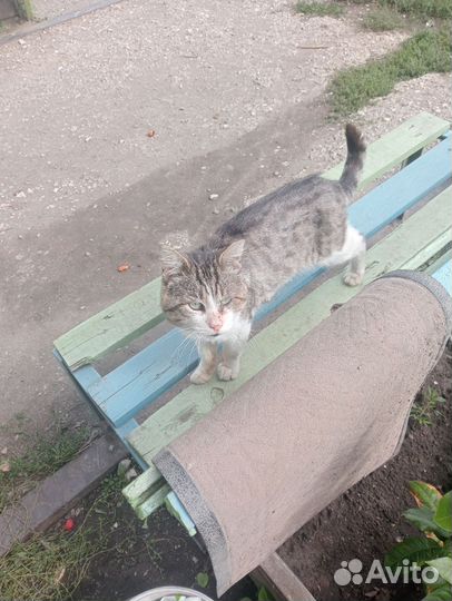 В добрые руки