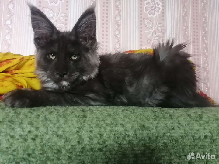 Котята мейн-кун