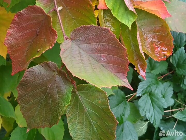 Семена - Лещина американская