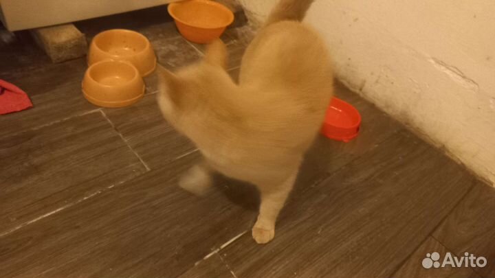 Кошка в дар бесплатно