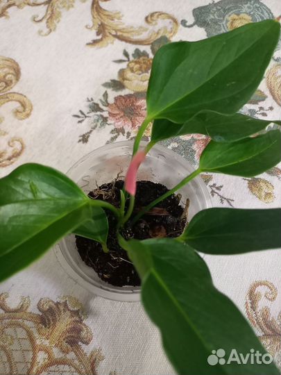 Антуриум зизу