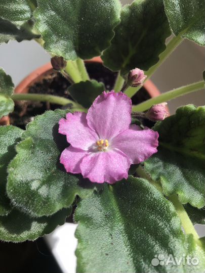 Сортовые фиалки, комнатные растения, цветы