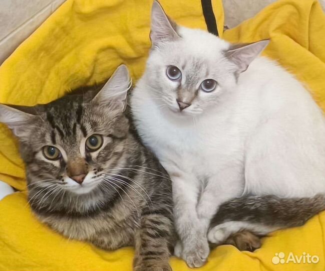 Кошка в дар бесплатно