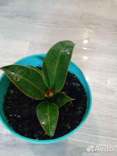 Фикус каучуконосный