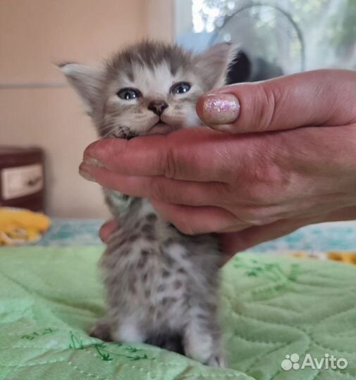 Милые котята в добрые руки