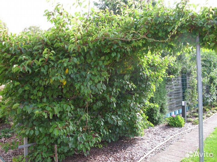 Актинидия аргута - Джамбо, Ананасная, Иссаи