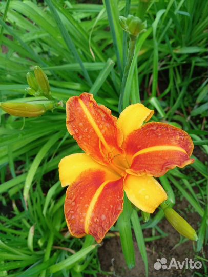 Лилейники сортовые