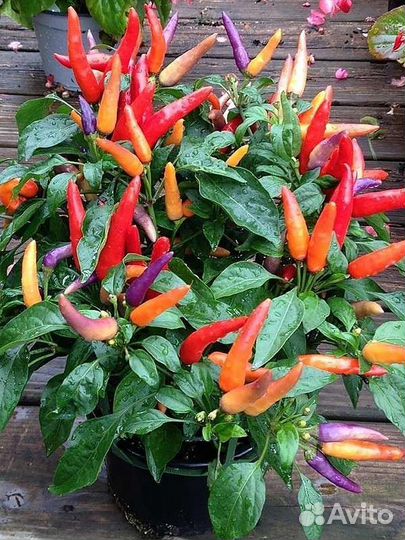 Семена коллекционного острого перца