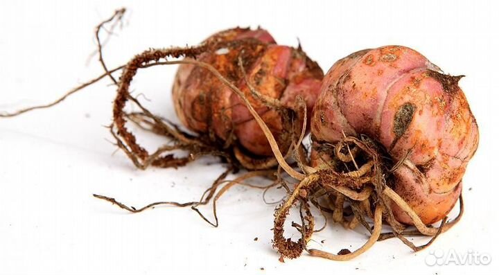 Луковицы лилии оптом