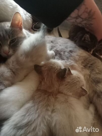 Котятки в добрые руки