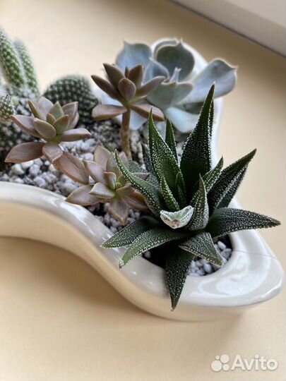 Кактусы и суккуленты