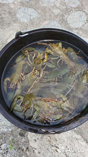 Раки живые