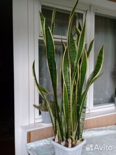 Сансевиерия трехполосная (тещин язык)