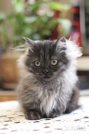 Котята Манчкин