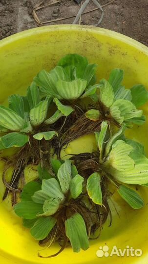 Гиацинт и др. Прудовые растения