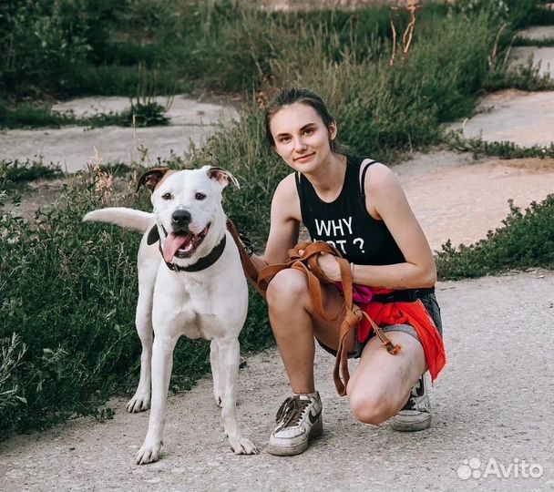 Метис питбуля Латте в добрые руки